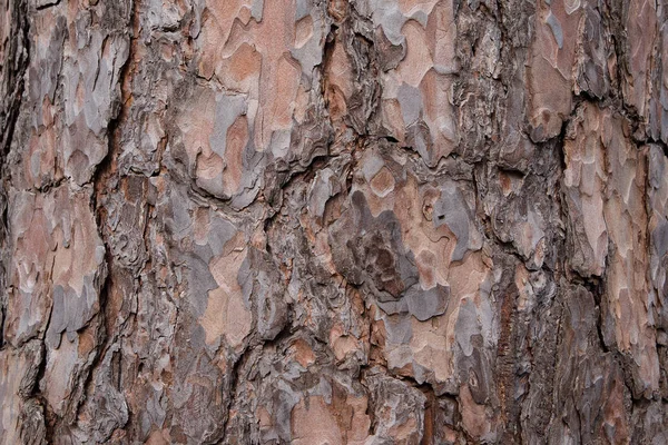 Rinde eines alten Baumes im Park als Textur. Baumrinde im Hintergrund. Baumrindenstruktur. Holz Hintergrund — Stockfoto