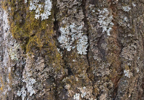 Die Rinde eines alten Baumes, bedeckt mit Moos und Flechten als Struktur. — Stockfoto