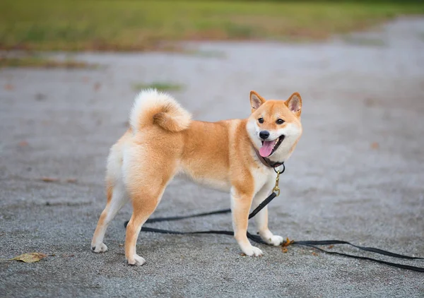 Genç kırmızı neşeli tüylü köpek shiba Inu sokakta yürüyor. 