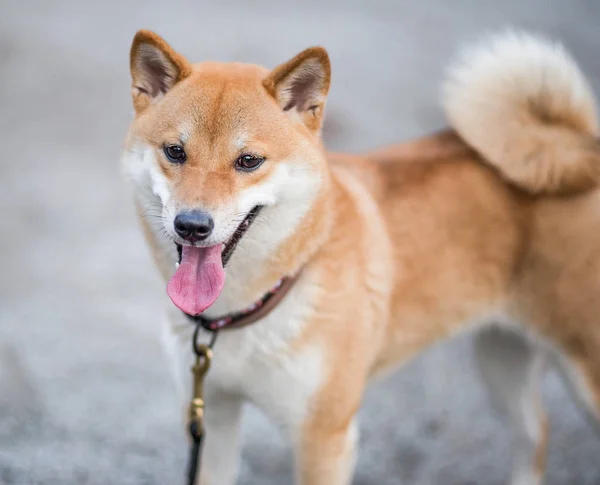 The young red cheerful fluffy dog shiba inu walks on the street. — Stock Photo, Image