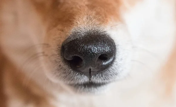 Primer plano de la nariz de perro Shiba inu. Enfoque selectivo. Nariz de perro. Vista frontal —  Fotos de Stock