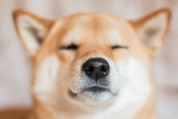 Nahaufnahme Porträt eines Shiba-Inu-Hundes. Selektiver Fokus. Hundenase. Frontansicht — Stockfoto