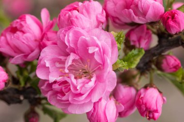Sakura, kiraz çiçeği. Oryantal kiraz çiçeklenme. Bahar çiçek açıyor. Yakın çekim. 