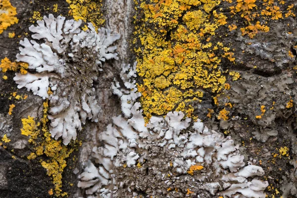 De schors van een oude boom bedekt met een mos en korstmossen als structuur kleuren van de natuur. Close-up. Macro — Stockfoto