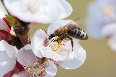 Çiçek açan kiraz dalındaarım. Kiraz ağacının çiçek açan dalı. Bal arısı kiraz çiçeği tozlaşma. Bahar çiçekleri çiçek arka plan.