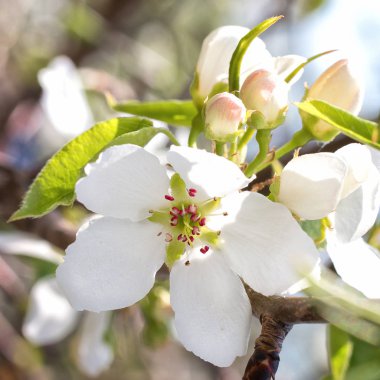 İlkbaharda elma ağacı açar. Sibirya elma ağacı nın çiçek açması. Bahar çiçek açıyor. Yakın çekim.
