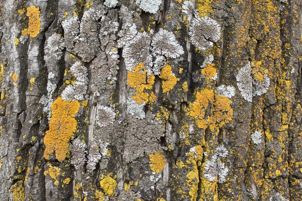 Die Rinde eines alten Baumes, bedeckt mit Moos und Flechten als Strukturfarben der Natur. Nahaufnahme. Makro — Stockfoto