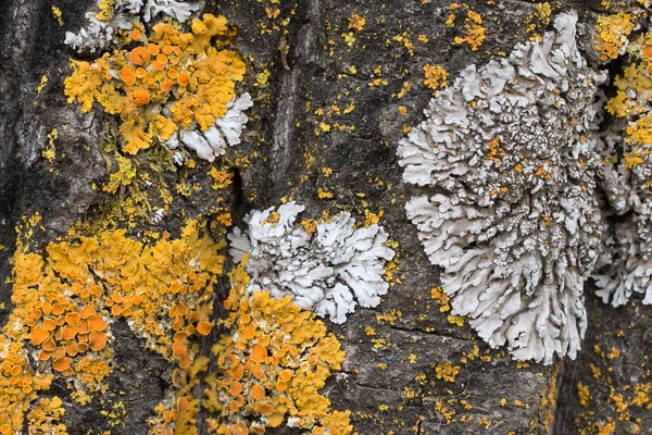 De schors van een oude boom bedekt met een mos en korstmossen als structuur kleuren van de natuur. Close-up. Macro — Stockfoto