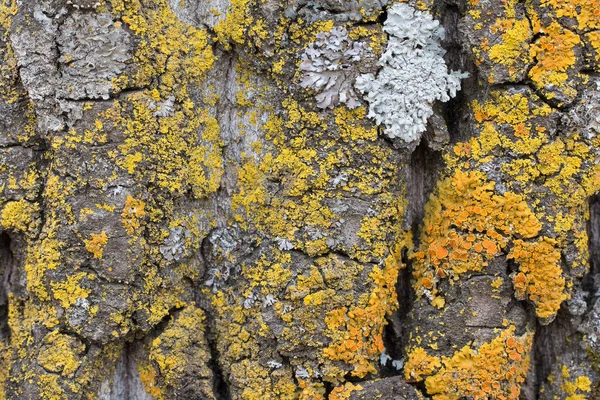 Die Rinde eines alten Baumes, bedeckt mit Moos und Flechten als Strukturfarben der Natur. Nahaufnahme. Makro — Stockfoto