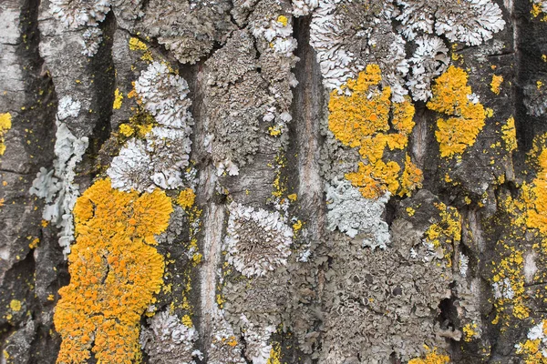 The bark of an old tree covered with a moss and lichens as structure. Tree bark against the background of. Structure of bark of a tree. Wooden background. Colors of the nature. Close up. Macro