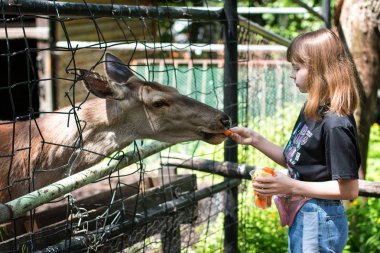 Kız yaz aylarında hayvanat bahçesinde bir geyik besler