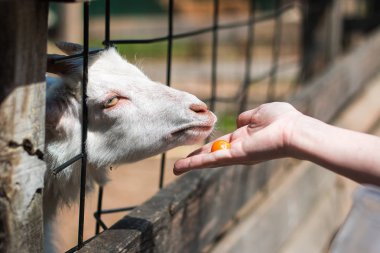 Keçiyi besleyen kadın. Keçi bir dişinin elinden havuç yer. Arka plan bulanık. Yakın çekim