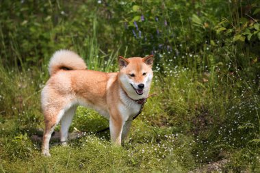 Genç shiba inu köpek yaz güneşinde yeşil çim bir arka plan üzerinde duran