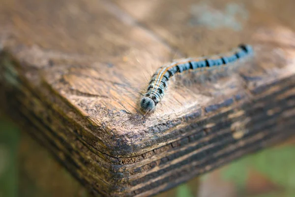 Multi-colored caterpillar on an old wooden table. Selective focus