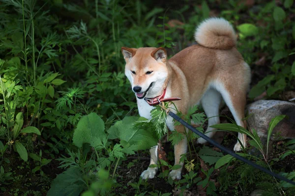 Young pedigree dog resting on the forest. Red shiba inu dog standing on a background of green grass — Stock Photo, Image