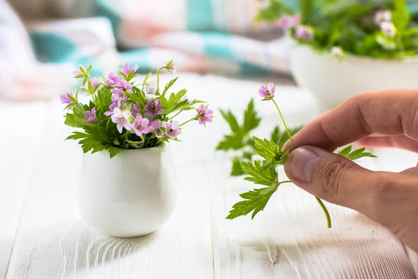 Flores roxas em miniatura em um vaso branco em uma mesa branca — Fotografia de Stock