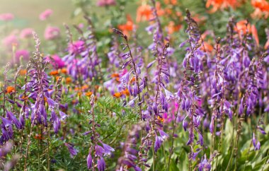 Güneşli bir günde güzel bahçe çiçekleri. Yaz çiçek arka plan