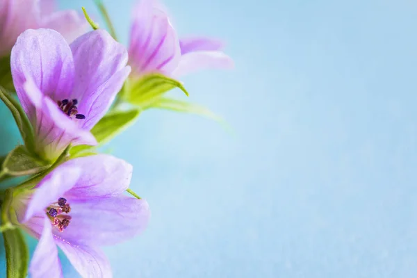 Composition with delicate light purple flowers with copy space on a blue background. Closeup of purple flowers.