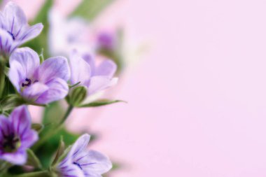 Pembe bir arka plan üzerinde kopya alanı ile hassas ışık mor çiçekler ile Kompozisyon. Mor çiçeklerin yakın çekim. 