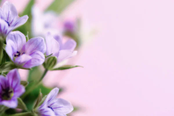 Composição com delicadas flores púrpura claro com espaço de cópia em um fundo rosa. Closeup de flores roxas . — Fotografia de Stock