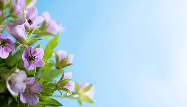 Composition with delicate light purple flowers with copy space on a blue background. Closeup of purple flowers.