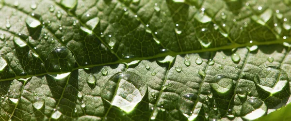 Tropfen transparenten Regenwassers auf einem grünen Blatt Makro. — Stockfoto