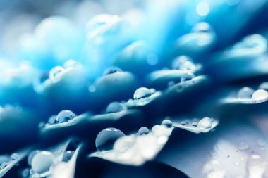 Su damlalı mavi gerbera çiçekleri