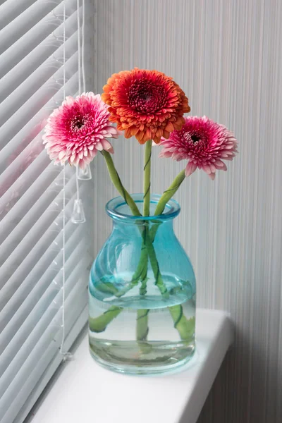 Tres flores de gerberas en un jarrón de cristal azul en una ventana con persianas blancas. — Foto de Stock