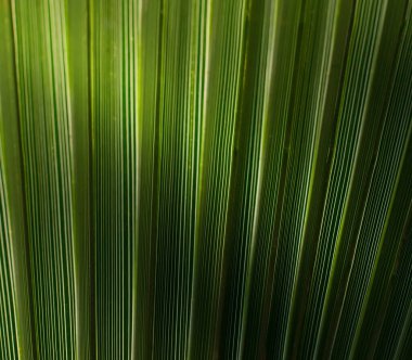 Güneşli bir günde palmiye yaprağı