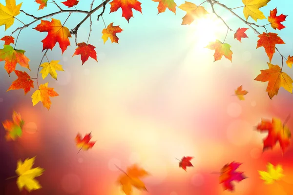 Hösten Bakgrund Med Färgglada Fallande Löv Och Solljus — Stockfoto
