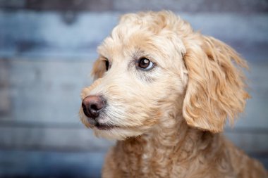 Tatlı tatlı Goldendoodle köpek