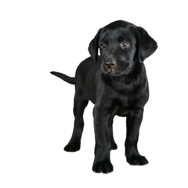 Black Lab Puppy White Background — Stock Photo, Image