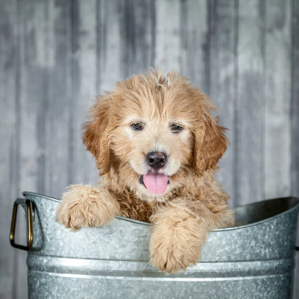 Słodka Urocza Puppy Goldendoodle — Zdjęcie stockowe