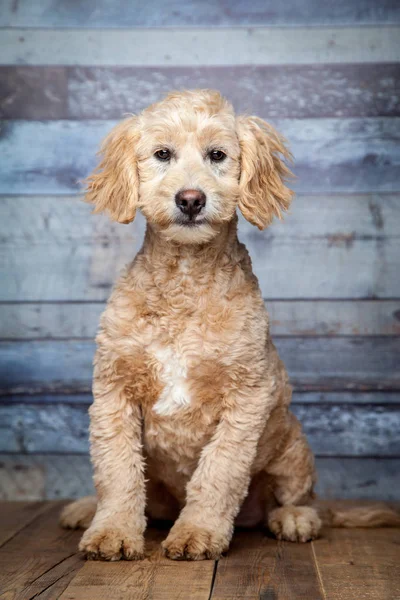 Sweet Adorable Goldendoodle Puppy — Stock Photo, Image