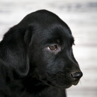 Çok güzel siyah Labrador köpek yavrusu