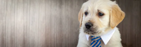 Cute Little Business Puppy — Stock Photo, Image