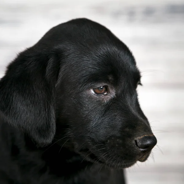 Adorable Black Lab Puppy