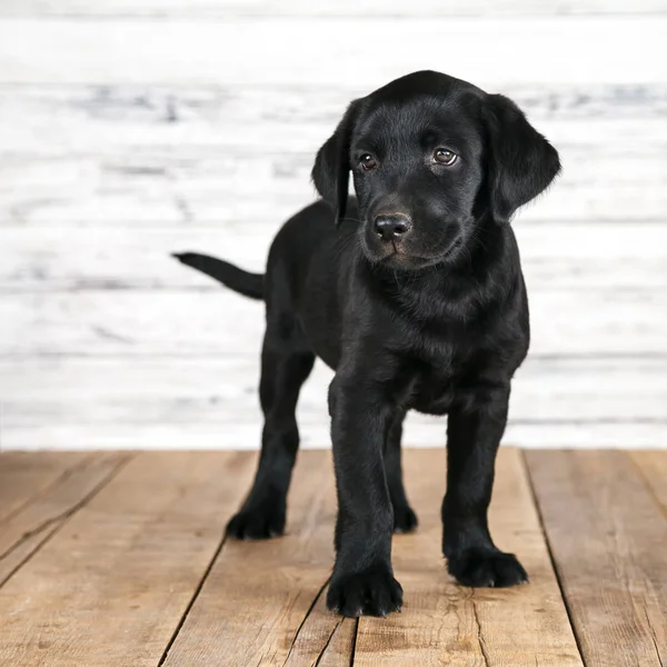 Adorable Black Lab Puppy — Stock Photo, Image