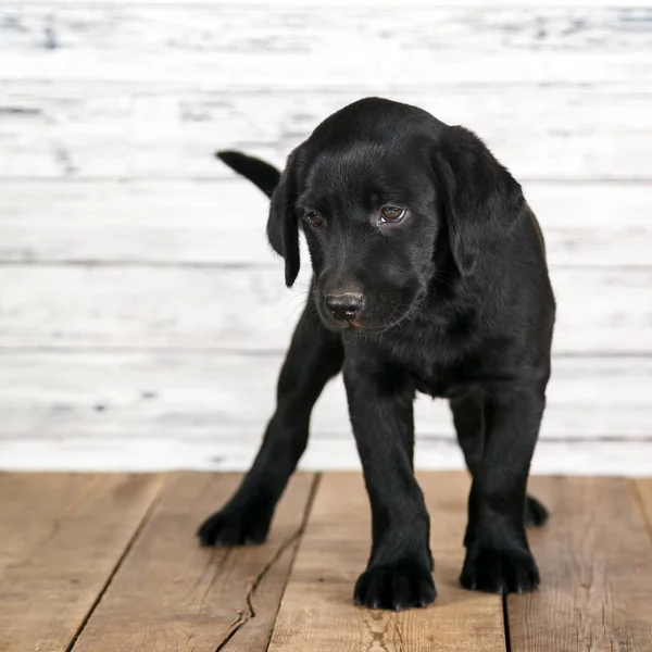 Adorable Black Lab Puppy — Stock Photo, Image