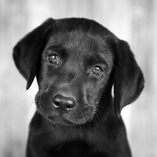 Adorable Black Lab Puppy — Stock Photo, Image