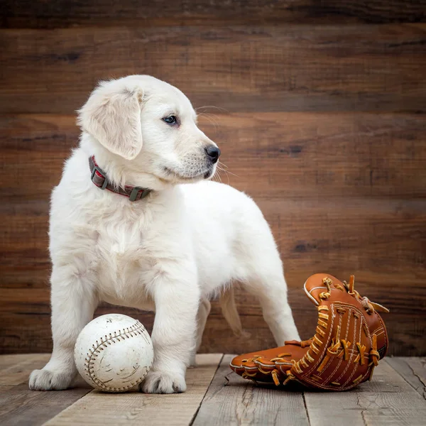 Golden Retriever Puppy Ball — Stock Photo, Image
