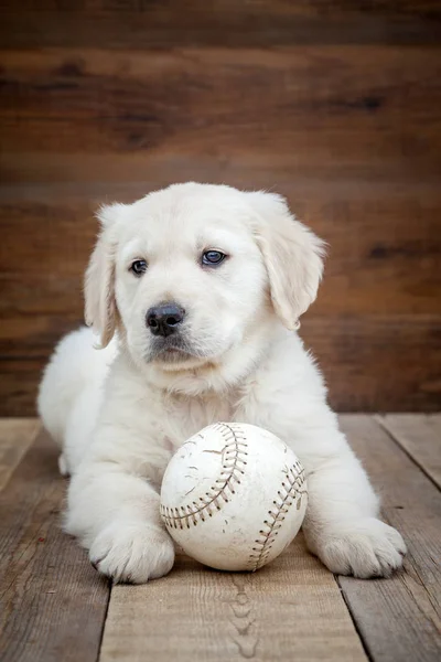 Golden Retriever Puppy Ball — Stock Photo, Image