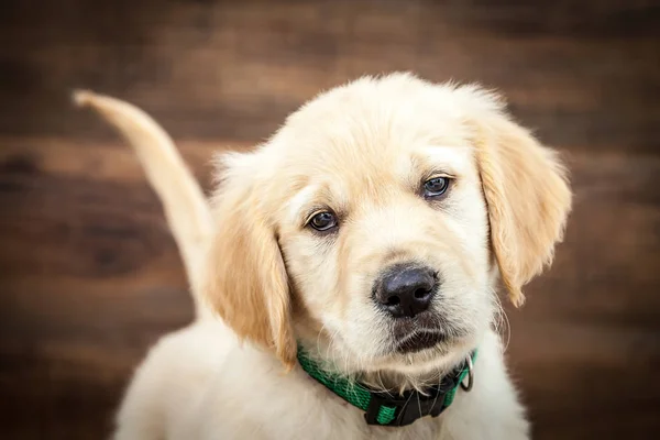 Sweet Golden Retriever Puppy — Stock Photo, Image