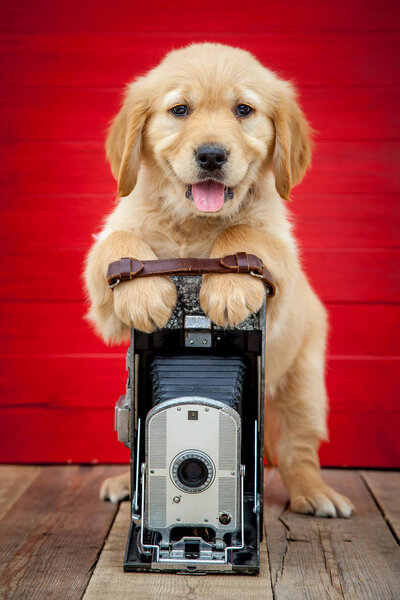 Золотой ретривер щенок с винтажной камерой
