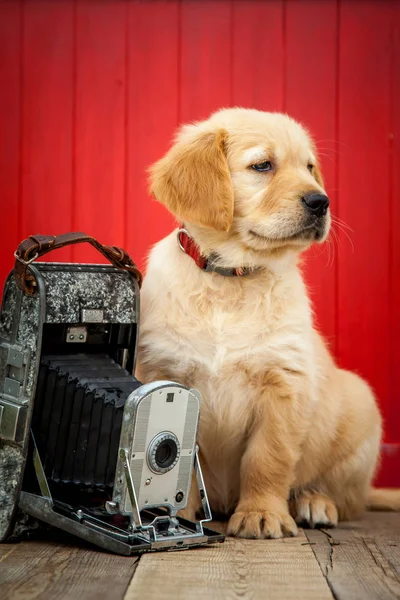 Golden Retriever Puppy Vintage Camera — Stock Photo, Image