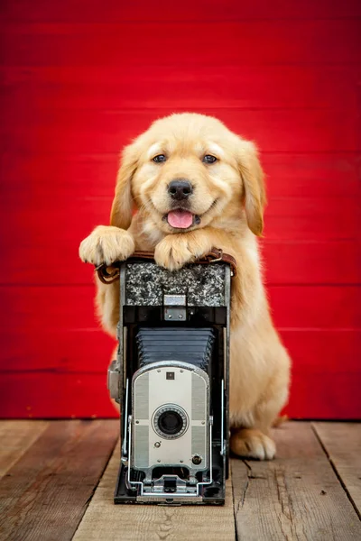 Golden Retriever Puppy Vintage Camera — Stock Photo, Image