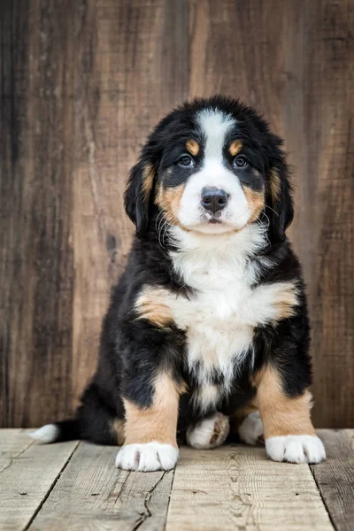 Cute Bernese Mountain Puppy Dog — Stock Photo, Image