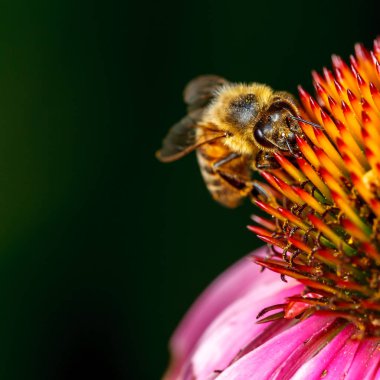Polen çiçek toplama bal arısı
