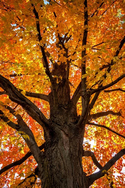 Lönn Hösten — Stockfoto