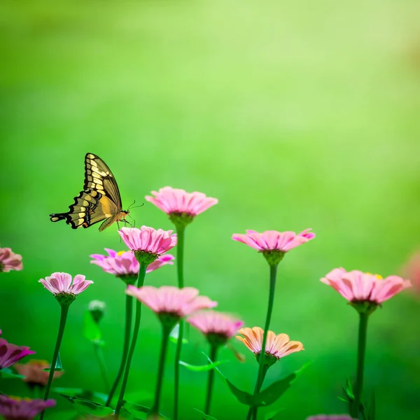 Vlinder Een Bloem — Stockfoto